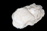 Mimachlamys martiniana